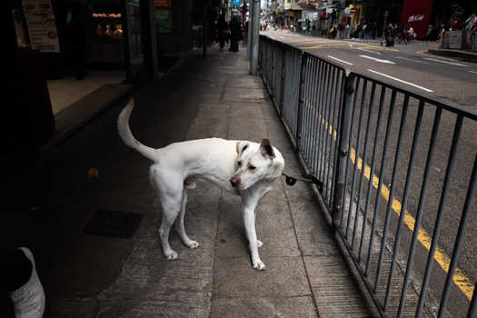 White dog standing on a city sidewalk next to a metal barrier, with storefronts and pedestrians visible in the background.