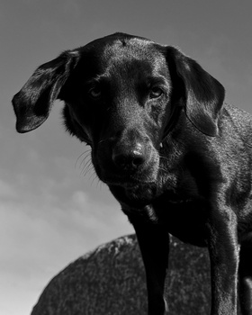 Black Labrador Retriever's head and shoulders in a black and white portrait photograph.