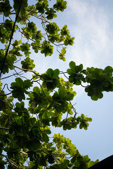Sunlit tree canopy with dense green foliage and bright blue sky visible through leaves.
