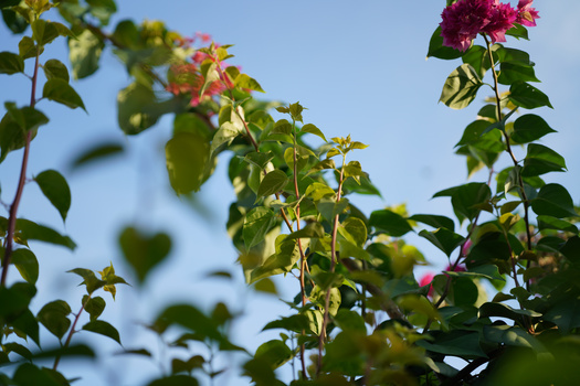 Deep pink roses and green foliage photographed against clear blue sky with natural sunlight.