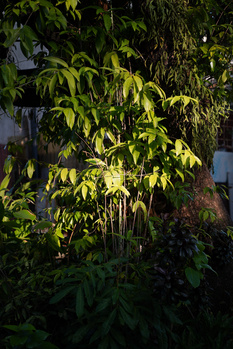 Sunlit foliage with yellow-green leaves creating dramatic contrast against darker surrounding vegetation and building structures.