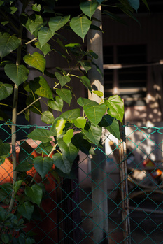 Climbing ivy with heart-shaped leaves illuminated by warm sunlight against a chain-link fence.