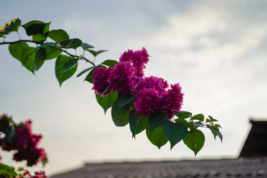 Magenta bougainvillea flowers with bright green foliage against a soft cloudy sky.