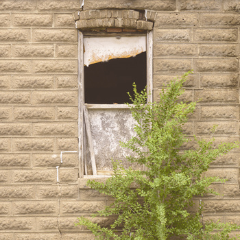 Abandoned brick building window with boarded panels and ivy vine growth.