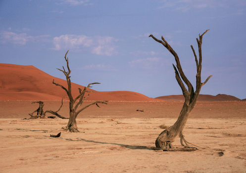 Dead trees with bare, gnarled branches stand in a vast desert landscape with red sand dunes under clear sky.