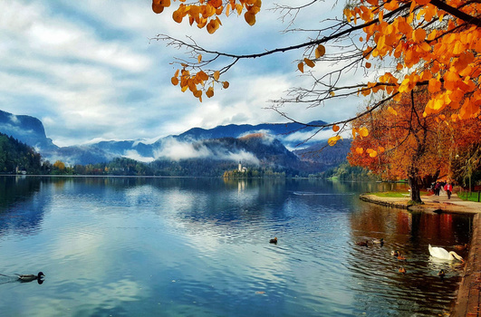 Alpine lake with golden autumn foliage framing the composition, mountains in misty background, waterfowl on water.