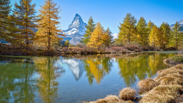 Snow-capped mountain peak reflected in calm alpine lake surrounded by golden larch trees.