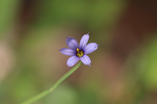 Delicate purple flower with yellow center on thin green stem against blurred natural background.