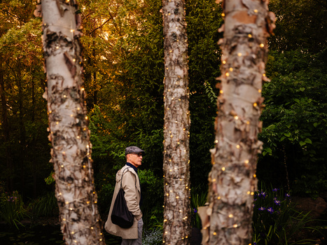 Person in cap and jacket walking among tall birch trees with moss-covered trunks.