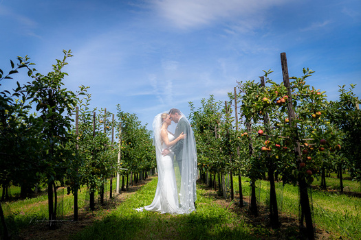 Bride and groom embracing beneath flowing veil in orchard rows on sunny day.