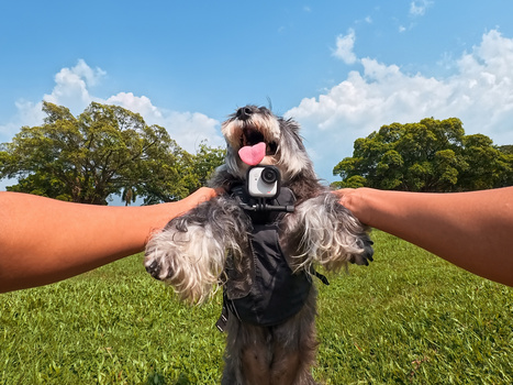 Person's outstretched arms frame a schnauzer-type dog's head against a bright sky and green grass.