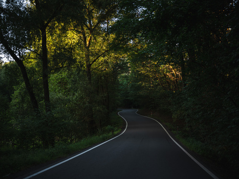 Curved asphalt road disappearing into a dense forest canopy with golden sunlight filtering through the trees.