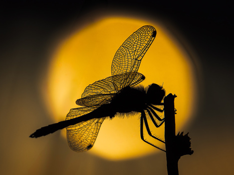 Silhouetted dragonfly perched on a stem against a large golden sun backdrop.
