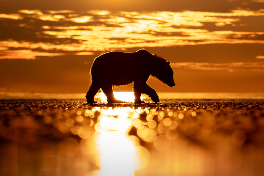 Bear walking across wet sand at sunset, silhouetted against golden sky and reflected light.