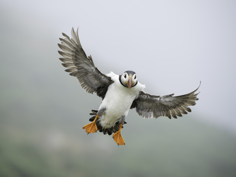 Puffin in flight with wings spread, approaching the camera against a blurred gray background.