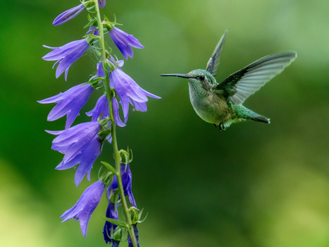 Hummingbird in flight approaching a spike of purple flowers.