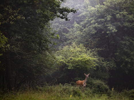 Deer standing in a clearing surrounded by dense forest with dappled sunlight filtering through the canopy.