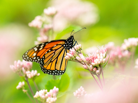 Monarch butterfly perched on pink clustered flowers with green foliage background.