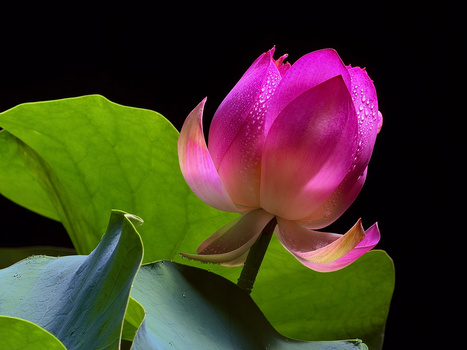 Magenta lotus flower with water droplets on petals, surrounded by large green lily pads against a black background.