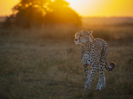 Cheetah walking across savanna grassland during golden hour sunset.