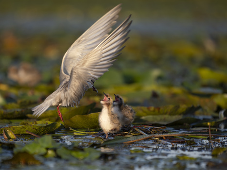 White tern in flight hovering above a chick in shallow water surrounded by aquatic vegetation.