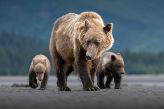 Brown bear mother walking with two cubs on a beach with forested mountains in the background.