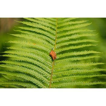 Red beetle perched on the central vein of a bright green fern frond.