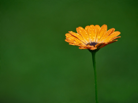 Yellow gerbera daisy with water droplets against solid green background.