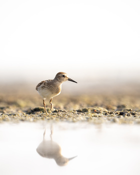 Shorebird standing on rocky ground with its reflection visible in shallow water below.