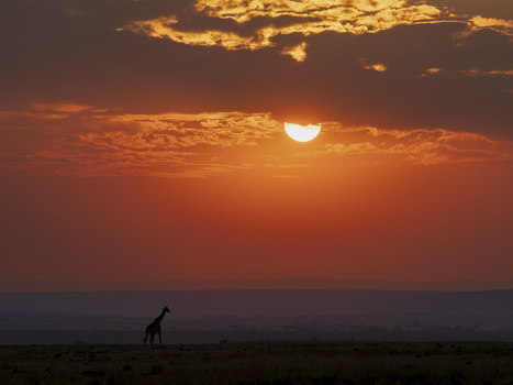 Giraffe silhouetted against a golden sunset sky with the sun on the horizon.