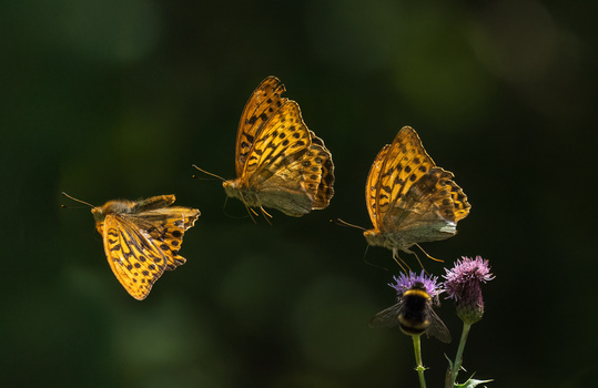 Three golden fritillary butterflies in flight near pink and purple thistle flowers against a soft green background.