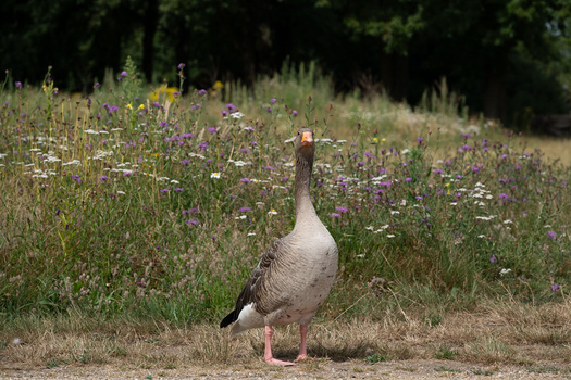 Goose standing in a wildflower meadow with purple and white blooms under natural daylight.