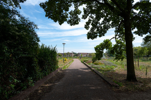 Tree-lined pathway with dark asphalt surface stretching toward residential buildings in soft natural daylight.