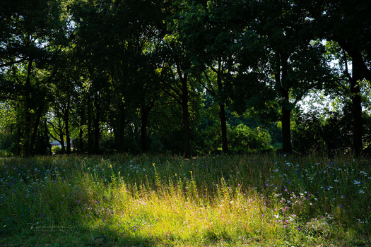Sunlit clearing in a dense forest with tall grasses and wildflowers backlit by bright afternoon light.