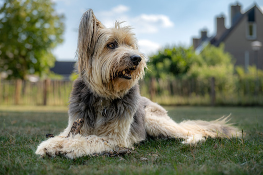 Terrier-mix dog lying on grass, looking toward camera with houses in background.