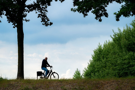 Silhouetted cyclist riding a bike on a grassy hillside beneath a large tree.