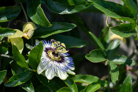 Passion flower bloom with distinctive purple and white striped corona among green foliage.