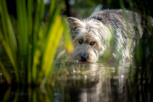 Terrier-type dog wading through shallow water surrounded by green reeds and vegetation.