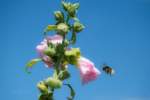 Bee in flight approaching pink flower buds against clear blue sky.