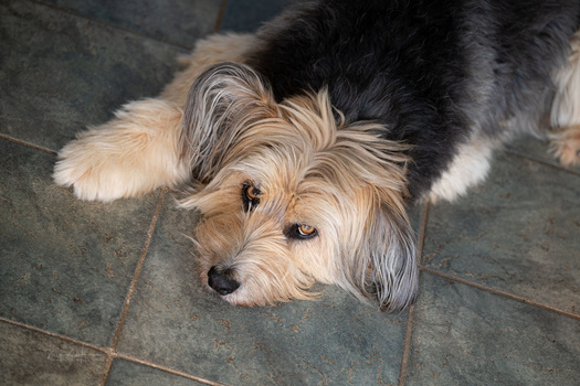 Terrier-mix dog with cream and black coat looking down at camera on tiled floor.