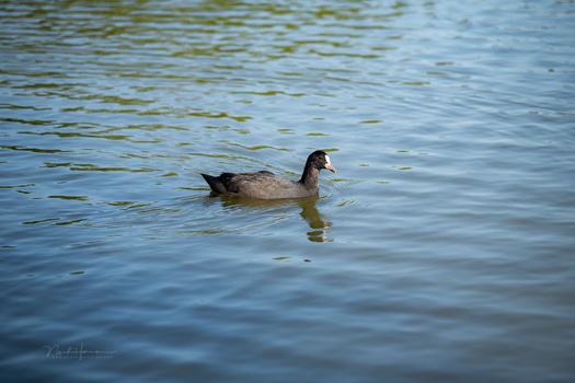 A waterfowl swimming alone in calm blue-green water with gentle ripples.