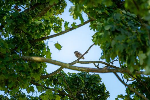 Small raptor perched on a leafy branch, framed by green foliage and blue sky.