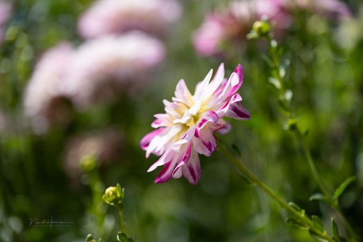 Pink and white dahlia flower in sharp focus with blurred green foliage and additional blooms in the soft background.