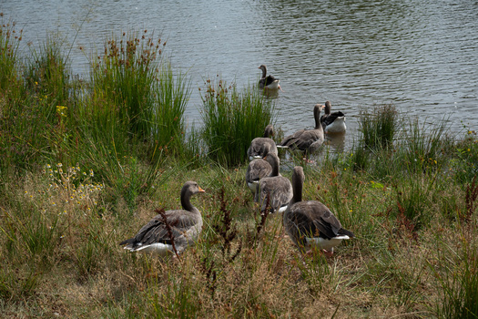 Group of Canada geese in various postures on grassy bank beside calm water.
