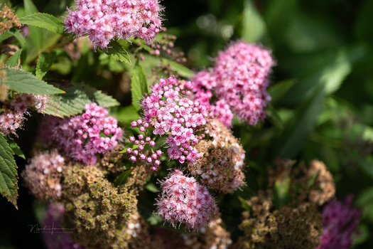 Pink clustered flowers with green foliage and brownish seed heads in soft, diffused daylight.