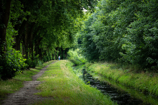 Tree-lined dirt path alongside a narrow stream with lush green vegetation on both sides.