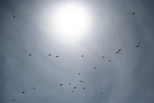 Flock of birds in flight silhouetted against a bright, overcast sky with strong backlighting.