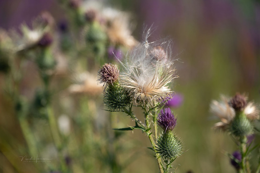 Thistle seedhead with delicate white filaments in sharp focus against a soft, blurred background of purple and green foliage.