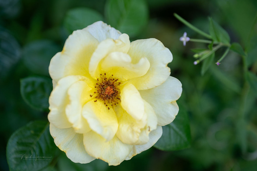 Pale yellow garden rose with layered petals and golden stamens surrounded by green foliage.