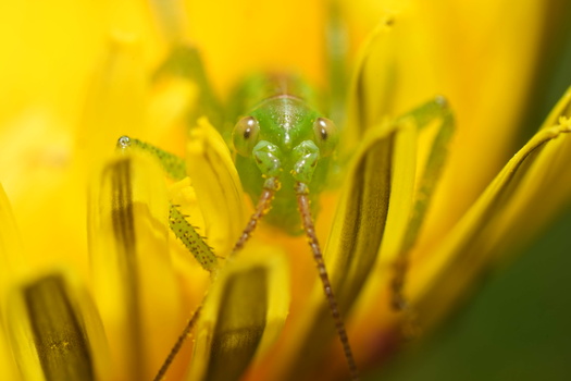 Green insect perched on yellow flower stamens with blurred background.